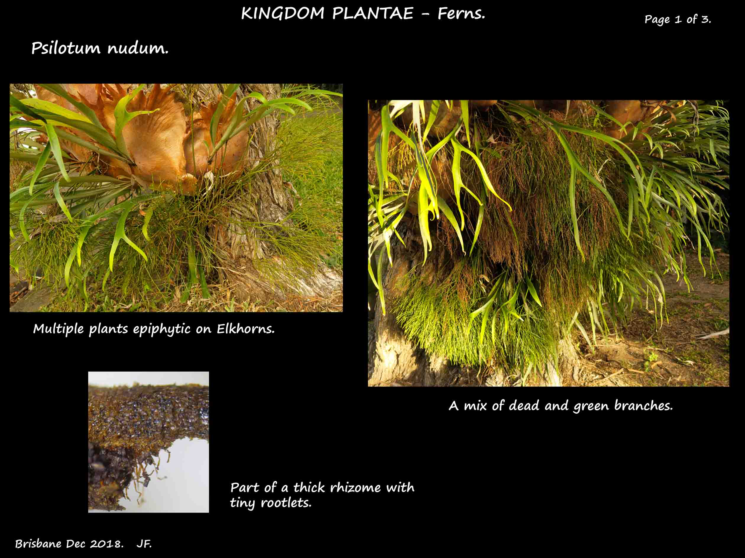 1 Psilotum nudum plants